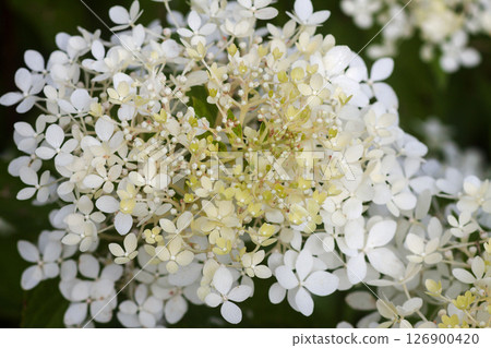 White Hydrangea beautiful flowers in a summer garden. White Hydrangea beautiful flowers in a summer garden. 126900420