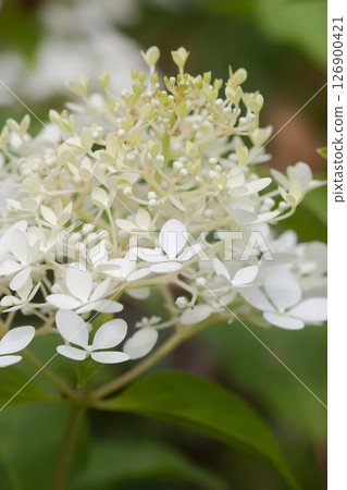 White Hydrangea beautiful flowers in a summer garden. White Hydrangea beautiful flowers in a summer garden. 126900421