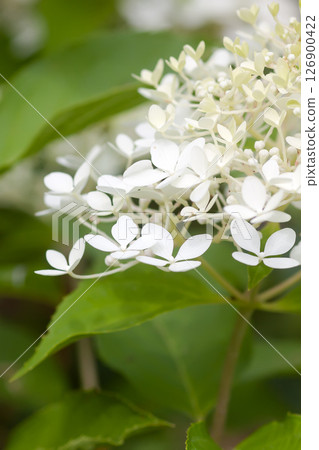 White Hydrangea beautiful flowers in a summer garden. White Hydrangea beautiful flowers in a summer garden. 126900422