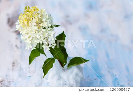 White Hydrangea flowers in a vase on the weathered wooden table. White Hydrangea flowers in a vase on the weathered wooden table. 126900437
