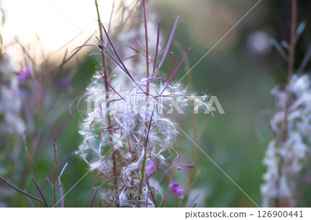 Purple fireweed. Chamaenerion angustifolium plants with fluffy seeds after blossom season. Medical herbs. 126900441