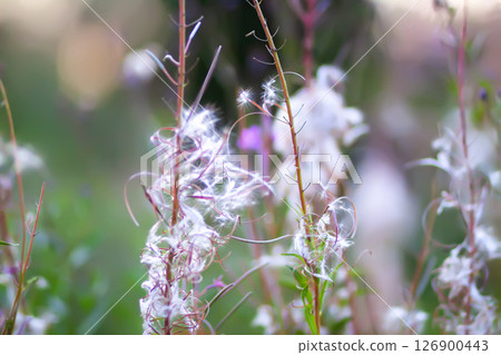 Purple fireweed. Chamaenerion angustifolium plants with fluffy seeds after blossom season. Medical herbs. 126900443