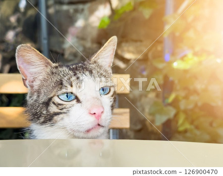 Cat with blue eyes sitting at table on chair, for advertising, for banner, copy space 126900470