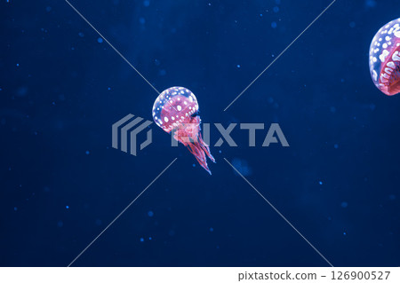 underwater photography jellyfish mastigias papua, spotted jelly, lagoon jelly, golden medusa 126900527