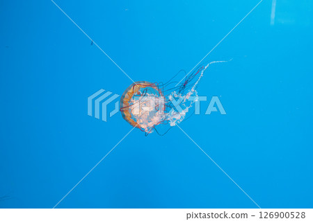 underwater photography jellyfish Chrysaora fuscescens, Pacific sea nettle, West Coast sea nettle 126900528