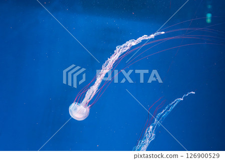 underwater photography jellyfish Purple striped jelly. Chrysaora colorata 126900529