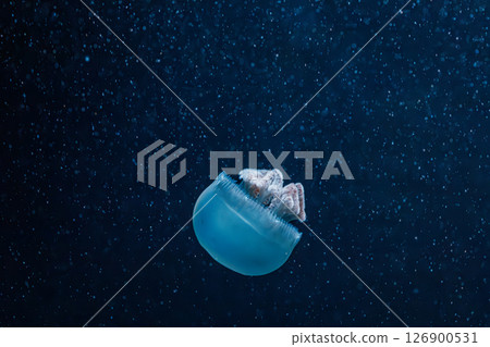 underwater photography jellyfish Blue Blubber Jelly, Catostylus mosaicus 126900531