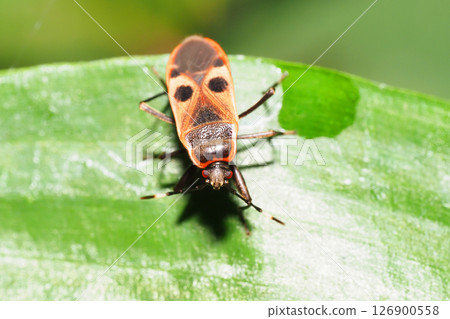 Bullfish bug 126900558
