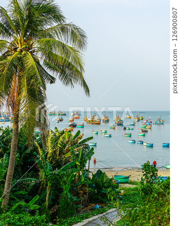 Coconut palms and banana trees framing a bay filled with colorful fishing boats in tropical Vietnam Coconut palms and banana trees framing a bay filled with colorful fishing boats in tropical Vietnam 126900807