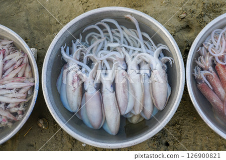 Freshly caught squid displayed in a metal basin at a local seafood market on the sandy seashore 126900821