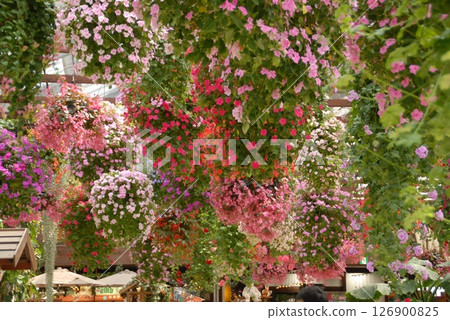 色彩鮮豔的花朵在空中綻放 色彩鮮豔的花朵在空中綻放 126900825