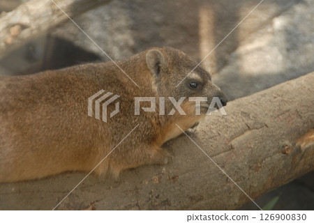The serenity of a rock hyrax resting on a branch The serenity of a rock hyrax resting on a branch 126900830