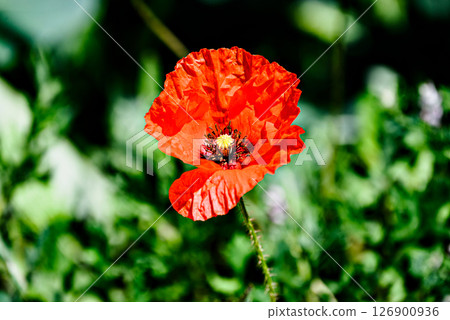 Beautiful poppy flower or wild poppy (Papaver rhoeas) blooming in the field 126900936
