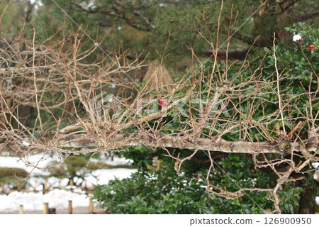 Scenery of red camellias blooming in a winter garden and delicate branches Scenery of red camellias blooming in a winter garden and delicate branches 126900950