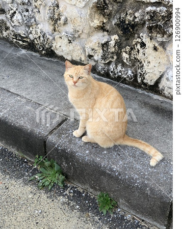 一隻棕色的虎斑貓坐在路邊，表情平靜 126900994
