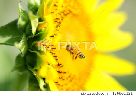 Sunflowers and honeybee 126901121