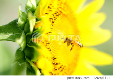 Sunflowers and honeybee Sunflowers and honeybee 126901122