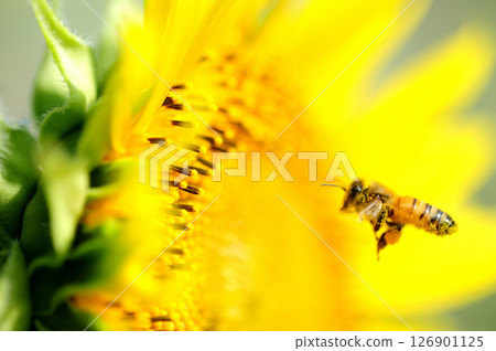 向日葵和蜜蜂 126901125