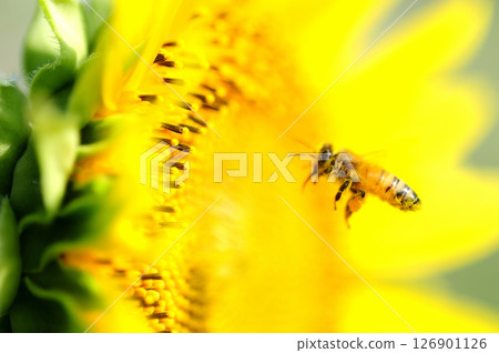 向日葵和蜜蜂 向日葵和蜜蜂 126901126