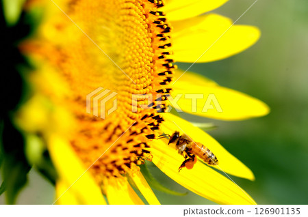 Sunflowers and honeybee Sunflowers and honeybee 126901135