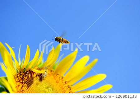 向日葵和蜜蜂 126901138