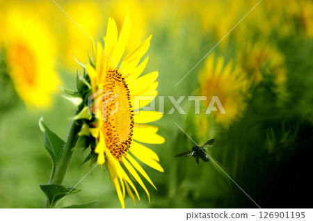 夏天花向日葵 夏天花向日葵 126901195