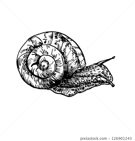 Garden snail hand drawn black white outline vector illustration. Slow crawling creature in spiral shell sketch for eco friendly packaging, naturalist prints. Invertebrate animal drawing engraving. Garden snail hand drawn black white outline vector illustration. Slow crawling creature in spiral shell sketch for eco friendly packaging, naturalist prints. Invertebrate animal drawing engraving. 126901243