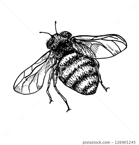 Bumblebee hand drawn black and white outline vector botanical illustration. Bee monochrome drawing. Buzzing insects by ink sketch for entomology art, garden product packaging, and honey label. Bumblebee hand drawn black and white outline vector botanical illustration. Bee monochrome drawing. Buzzing insects by ink sketch for entomology art, garden product packaging, and honey label. 126901245