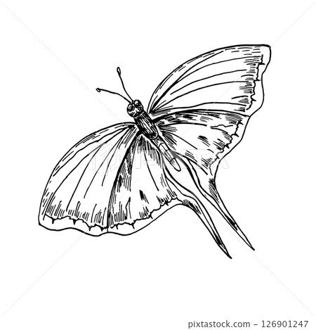 Swallowtail butterfly hand drawn black and white outline vector illustration. Winged insect resembling Papilio machaon or sail swallowtail line art sketch for books, nature inspired design prints. Swallowtail butterfly hand drawn black and white outline vector illustration. Winged insect resembling Papilio machaon or sail swallowtail line art sketch for books, nature inspired design prints. 126901247