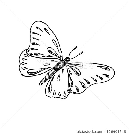 Butterfly hand drawn black and white outline vector illustration. Graceful insect as butterfly Monarch , Morpho or Painted Lady line art sketch for vintage prints, botanical and elegant nature decor. Butterfly hand drawn black and white outline vector illustration. Graceful insect as butterfly Monarch , Morpho or Painted Lady line art sketch for vintage prints, botanical and elegant nature decor. 126901248