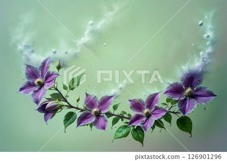 delicate purple clematis from above on plain background delicate purple clematis from above on plain background 126901296