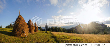 Serene landscape featuring traditional haystacks standing tall on grassy meadow. Scene bathed in warm light of setting sun, with backdrop of rolling hills and distant forest under clear, blue sky. 126901349