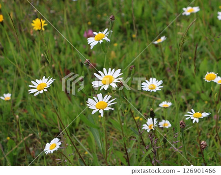 Field of Wild Daisies Blooming in a Natural Meadow Setting Field of Wild Daisies Blooming in a Natural Meadow Setting 126901466