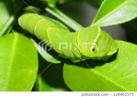 Namiageha（ageha）幼蟲（5齡） 126901573