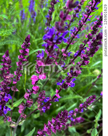 Purple flowers 126901629