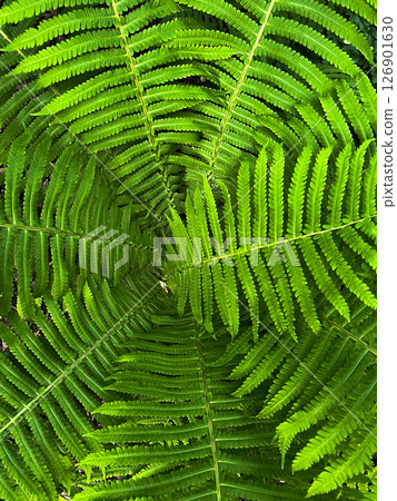 Green Fern Green Fern 126901630