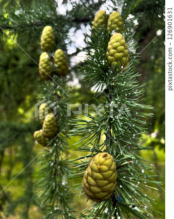 Spruce with cones Spruce with cones 126901631