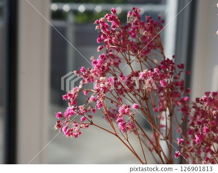 Delicate Pink Flowers with Soft Natural Light Indoors 126901813