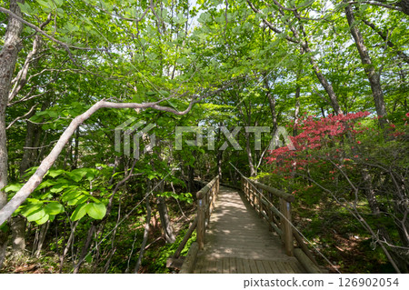 Walking along the boardwalk amid the fresh greenery of Nasu Highlands, Tochigi Prefecture 126902054