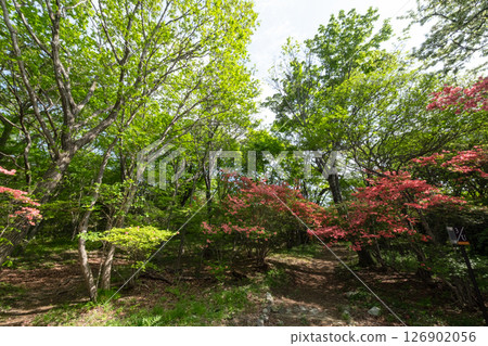 漫步於栃木縣那須高原的新綠山路 漫步於栃木縣那須高原的新綠山路 126902056