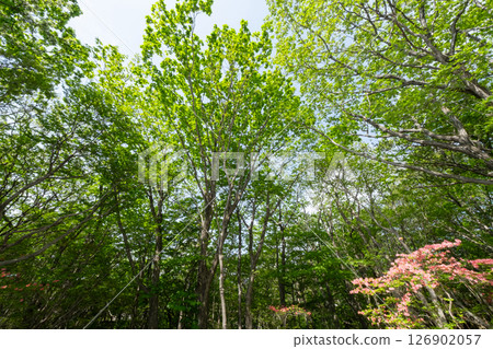 栃木縣那須高原，新鮮的綠葉 126902057