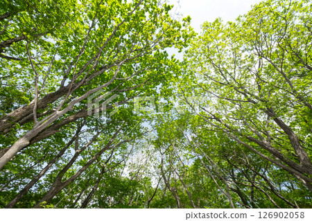 栃木縣那須高原：新綠的樹木和灑滿陽光的 126902058