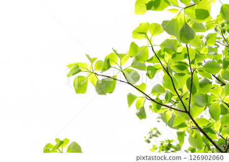 栃木縣那須高原：新綠的樹木和灑滿陽光的 126902060