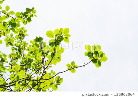 栃木縣那須高原：新綠的樹木和灑滿陽光的 126902064