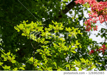 Nasu Highlands, Tochigi Prefecture, fresh green leaves 126902065
