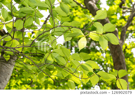 Nasu Highlands, Tochigi Prefecture, fresh green leaves 126902079