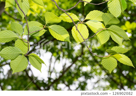 Nasu Highlands, Tochigi Prefecture: Fresh green trees and sunlight shining through Nasu Highlands, Tochigi Prefecture: Fresh green trees and sunlight shining through 126902082