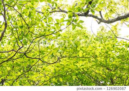 Nasu Highlands, Tochigi Prefecture: Fresh green trees and sunlight shining through 126902087