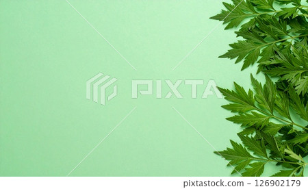Mugwort leaves standing in the green space 126902179