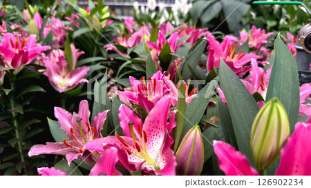 Background with vibrant pink lilies bloom Background with vibrant pink lilies bloom 126902234